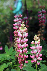 Macro image of pink and white Lupin blooms, Kent England
