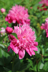 Side view of a sunlit pink Peony bloom, Kent England
