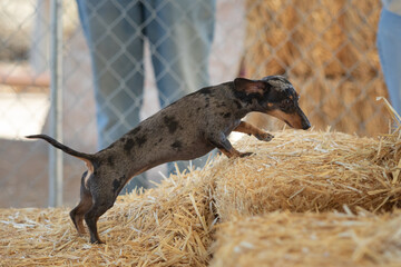 Dachshund climbing on a bale of hay at barn hunt