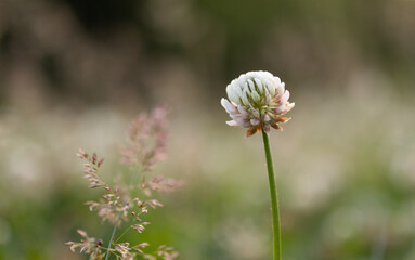 close up of a flower of a pine tree