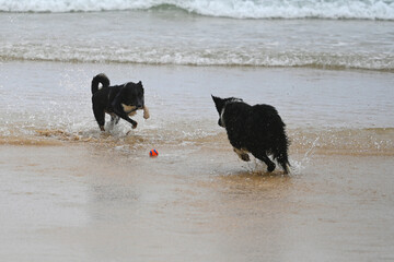 dogs lunging for the same ball