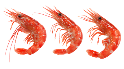 Isolated fresh prawns seafood delicacy culinary ingredient delicious gourmet food crustacean on transparent background
