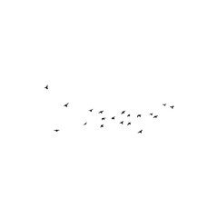 flock of birds flying
