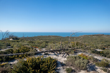 Scorched Forest Landscape by the Atlantic Coast in Portugal