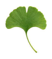 Stunning Ginkgo Biloba Leaf with Unique Fan-Shaped Structure and Vibrant Green Color, Isolated on Transparent and White Background