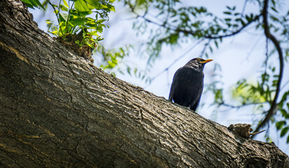 Blackbird on a branch
