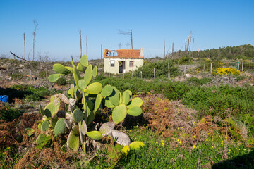 Scorched Forest Landscape by the Atlantic Coast in Portugal