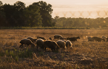 Flock of sheep in field