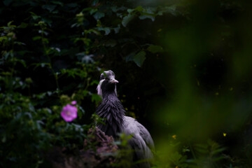 The demoiselle crane also known as grus virgo.