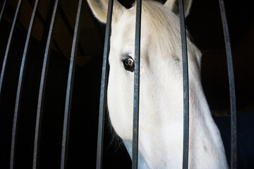 Close shoot of white horse
