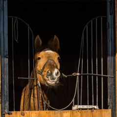 Horse in cage showing tongue