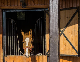 Horse behind fence