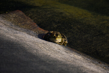 Front view of frog near the water place 