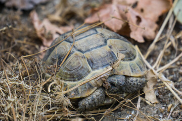 Turtle on the grass hiding
