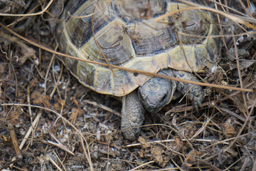 Turtle on the ground