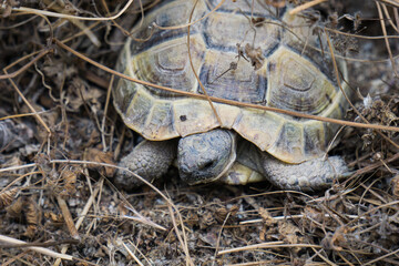 Turtle on the ground