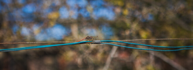 Dragonfly on a wire