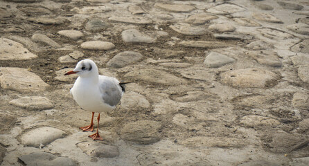 Close shoot of seagull on the beach