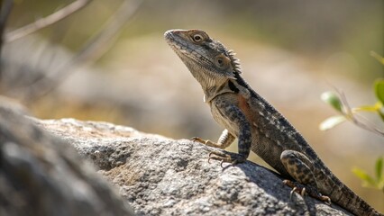 Lizard, sharp and realistic, Photo, Natural light.