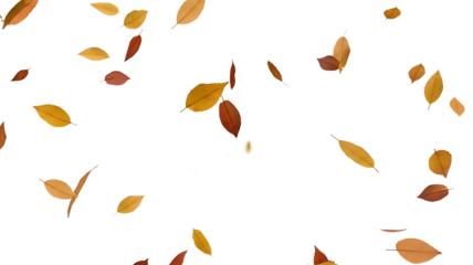 Autumn Leaves Falling  A Collection of Vibrant Fall Foliage