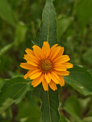 Bright Yellow Daisy-like Flower Centered on a Green Leaf