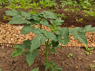 Young Green Tomato Plant Growing in Rich Garden Soil