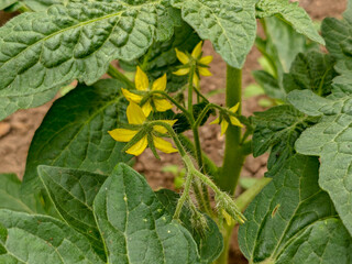 Close-up of Yellow Tomato Flowers and Buds on a Plant