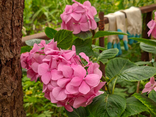 Vibrant Pink Hydrangea Blooms Against a Lush Green Background