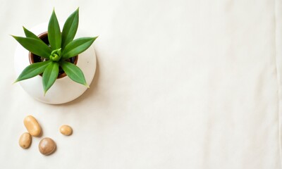 Flat lay composition with a single green plant, ceramic vase, and scattered pebbles on a neutral linen background.