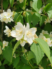 Delicate white jasmine flowers open amidst the dense green foliage, filling the air with a sweet aroma