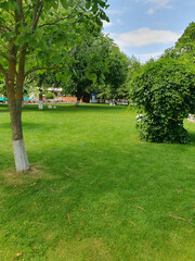 Green cozy park in summer with well-groomed lawn, trees and bushes.