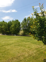 Green cozy park in summer with well-groomed lawn, trees and bushes.