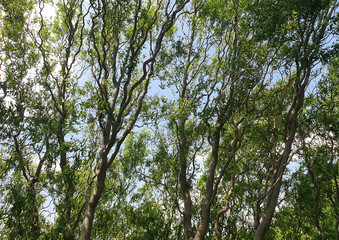 Fresh green tree branches with thick foliage symbolize life, natural freshness and harmony