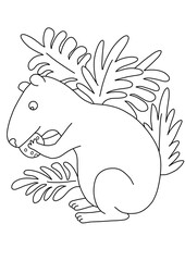 Capybara agouti