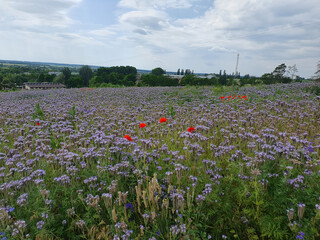 A blooming field with soft purple phacelia flowers and bright red poppies under a cloudy sky