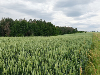 Green wheat field against the backdrop of a dense forest under a gray cloudy sky