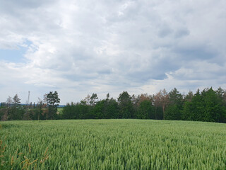 Green wheat field against the backdrop of a dense forest under a gray cloudy sky