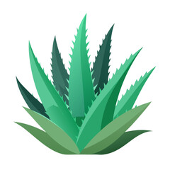 Fototapeta premium aloe plant isolated, aloe flower isolated