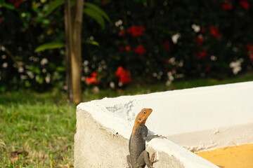 Agama Lizard on Concrete Wall in Ghana