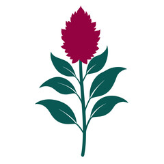 amaranth-on-white-background