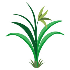 anthericum-on-white-background