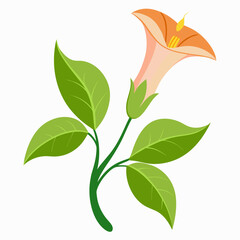 ash-leaved-trumpet ash flower  isolated