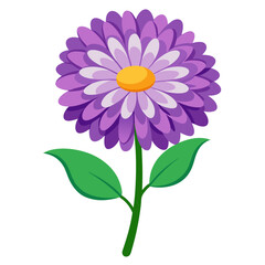 aster-flower-on-white-background 