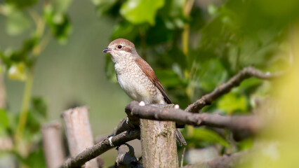 sparrow on a branch