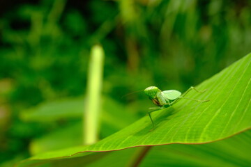 Praying Mantis on Leaf in Lush Greenery