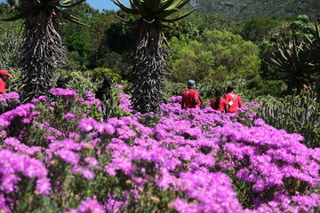 Vibrant Flora at Kirstenbosch Gardens