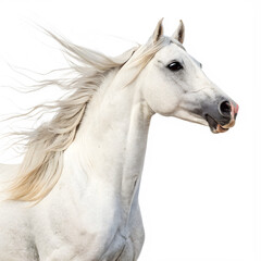 Fototapeta premium Closeup profile view of a graceful white stallion with long flowing mane and tail, isolated on transparent background