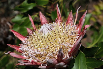 Close-up of a King Protea Flower