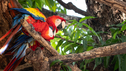 macaw red blue yellow green parrot 4