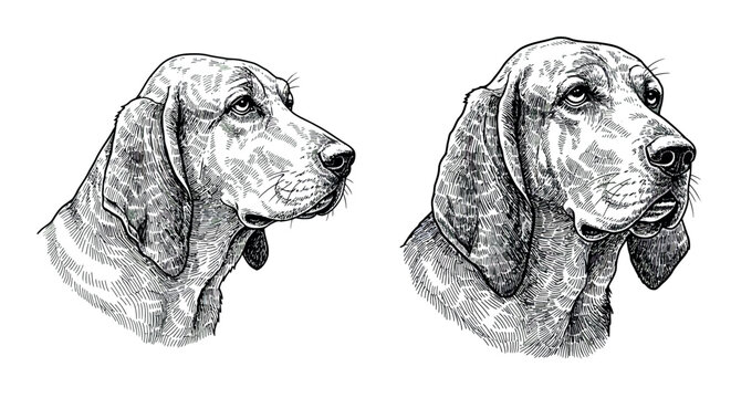 Black and white dog engraving vector illustration for graphic design